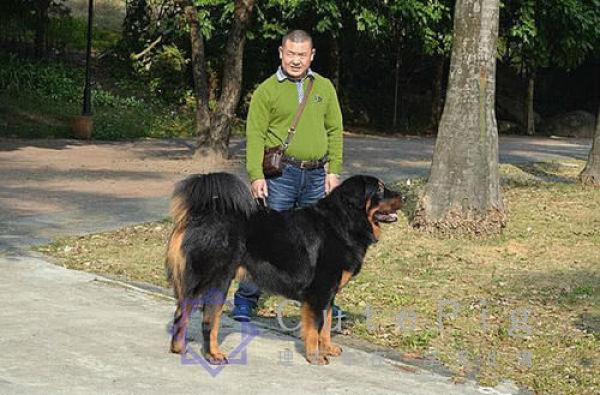世界上最护主的5种狗，第一名属于中国，对主人那是用命在保护插图2