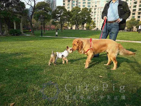 世界上最护主的5种狗，第一名属于中国，对主人那是用命在保护插图