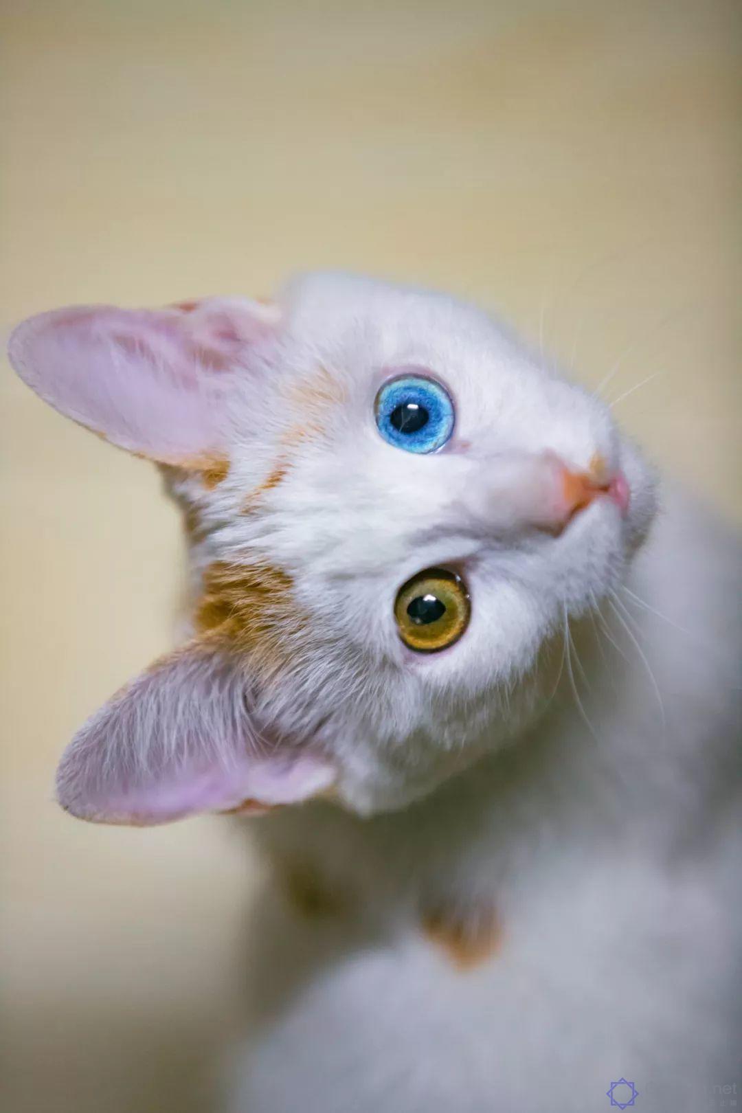 中国拍猫第一人：被央视点赞，走遍全国拍猫6年，拍下4万多张“猫片”，网友：太治愈了插图58