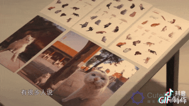 中国拍猫第一人：被央视点赞，走遍全国拍猫6年，拍下4万多张“猫片”，网友：太治愈了插图62