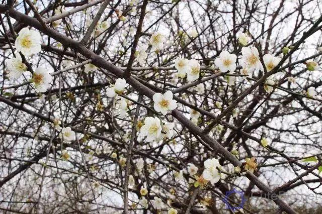 广州,一座正在消失的城市!这些东西以后有钱也未必看得到......插图31 广州,一座正在消失的城市!这些东西以后有钱也未必看得到......插图31