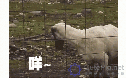 广州,一座正在消失的城市!这些东西以后有钱也未必看得到......插图72 广州,一座正在消失的城市!这些东西以后有钱也未必看得到......插图72