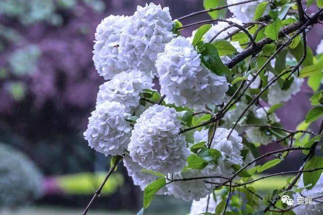 巷陌︱十八甫插图44 巷陌︱十八甫插图44