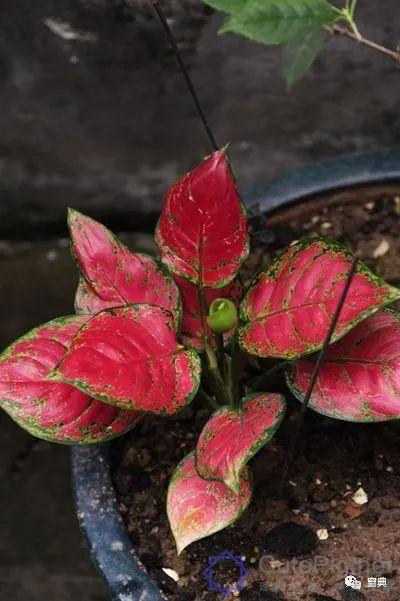 巷陌︱十八甫插图202 巷陌︱十八甫插图202