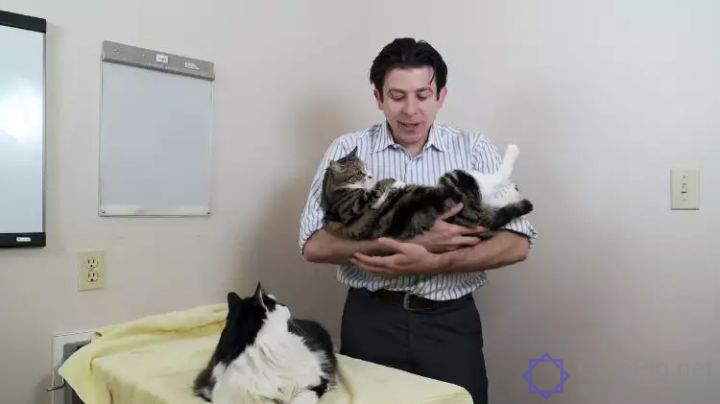 喵星人:“什么?你想要抱抱,这有20块钱,去买一只狗吧…”插图9 喵星人:“什么?你想要抱抱,这有20块钱,去买一只狗吧…”插图9