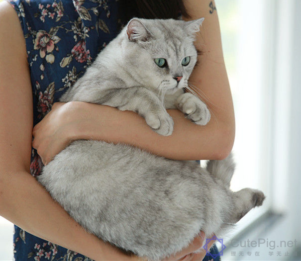 喵星人:“什么?你想要抱抱,这有20块钱,去买一只狗吧…”插图8 喵星人:“什么?你想要抱抱,这有20块钱,去买一只狗吧…”插图8