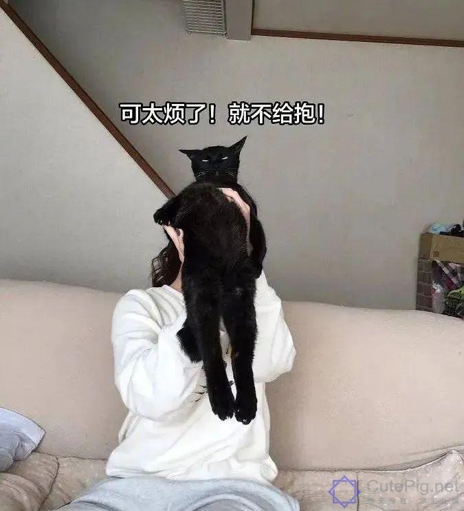 喵星人:“什么?你想要抱抱,这有20块钱,去买一只狗吧…”插图3 喵星人:“什么?你想要抱抱,这有20块钱,去买一只狗吧…”插图3