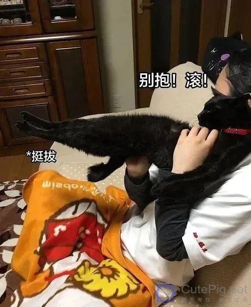 喵星人:“什么?你想要抱抱,这有20块钱,去买一只狗吧…”插图4 喵星人:“什么?你想要抱抱,这有20块钱,去买一只狗吧…”插图4