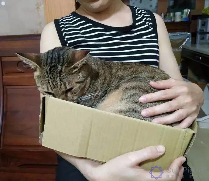 喵星人:“什么?你想要抱抱,这有20块钱,去买一只狗吧…”插图7 喵星人:“什么?你想要抱抱,这有20块钱,去买一只狗吧…”插图7