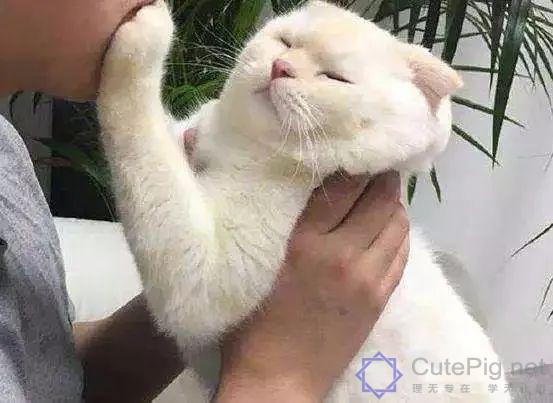 喵星人:“什么?你想要抱抱,这有20块钱,去买一只狗吧…”插图5 喵星人:“什么?你想要抱抱,这有20块钱,去买一只狗吧…”插图5