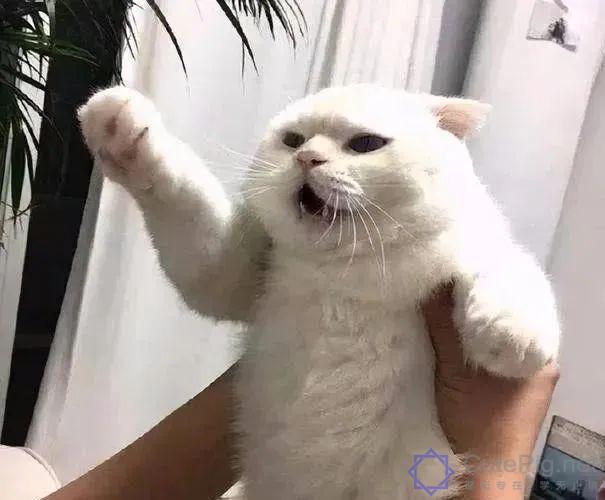 喵星人:“什么?你想要抱抱,这有20块钱,去买一只狗吧…”插图6 喵星人:“什么?你想要抱抱,这有20块钱,去买一只狗吧…”插图6