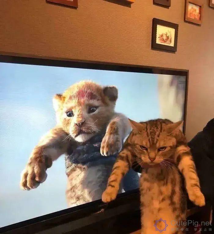 喵星人:“什么?你想要抱抱,这有20块钱,去买一只狗吧…”插图11 喵星人:“什么?你想要抱抱,这有20块钱,去买一只狗吧…”插图11