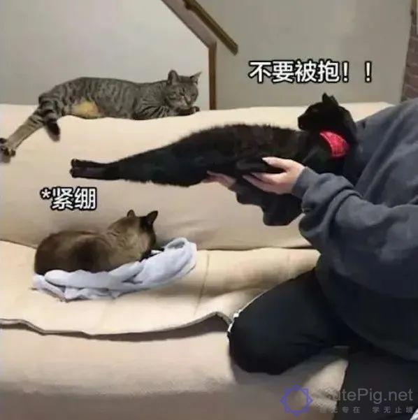 喵星人:“什么?你想要抱抱,这有20块钱,去买一只狗吧…”插图1 喵星人:“什么?你想要抱抱,这有20块钱,去买一只狗吧…”插图1