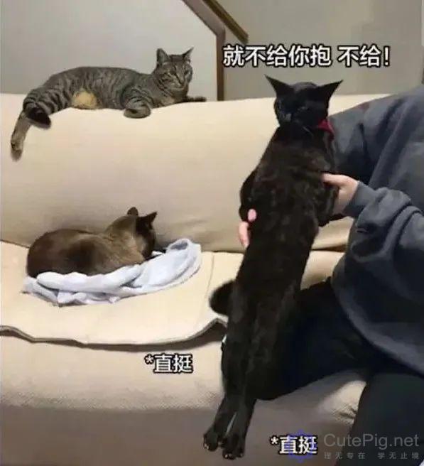 喵星人:“什么?你想要抱抱,这有20块钱,去买一只狗吧…”插图2 喵星人:“什么?你想要抱抱,这有20块钱,去买一只狗吧…”插图2