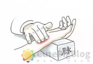 教你把脉,最全动图并心法口诀!插图 教你把脉,最全动图并心法口诀!插图