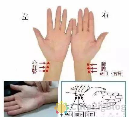 教你把脉,最全动图并心法口诀!插图5 教你把脉,最全动图并心法口诀!插图5